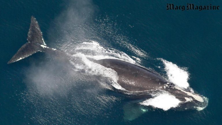 Concern Grows as Proposal to Protect Endangered Right Whales is Withdrawn